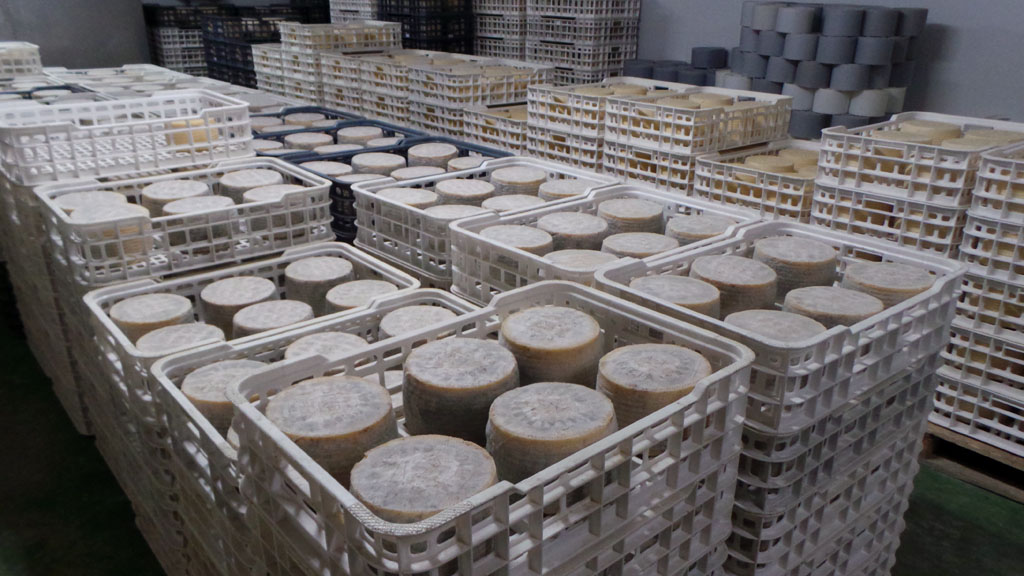 Maduración del queso